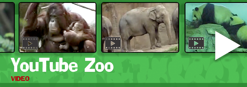 YouTube Zoo - Animals by category